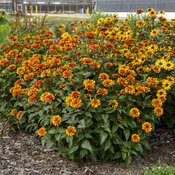 Thumbnail of 'Forged in Fire' - False Sunflower - Heliopsis helianthoides