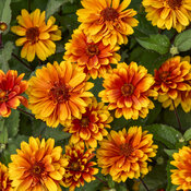 Thumbnail of Close-up: Heliopsis Forged in Fire False Sunflower