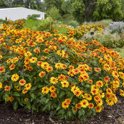 Thumbnail of Landscape: Heliopsis Forged in Fire False Sunflower