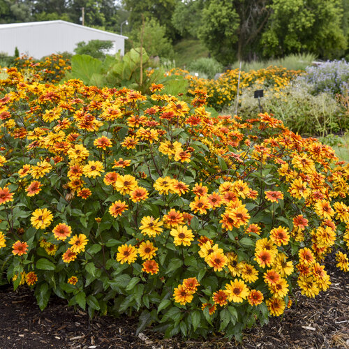 Landscape: Heliopsis Forged in Fire False Sunflower