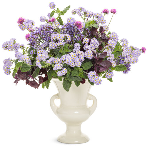 Cut flowers: heliotropium_augusta_lavender_cut_flower_arrangement.jpg