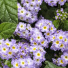 Augusta® Lavender - Heliotrope - Heliotropium