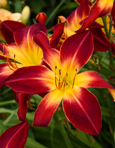 Hemerocallis Perennial