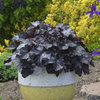 Primo® 'Black Pearl' - Coral Bells - Heuchera hybrid