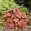 Primo® 'Peachberry Ice' - Coral Bells - Heuchera hybrid