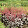 Dolce® 'Silver Gumdrop' - Coral Bells - Heuchera hybrid
