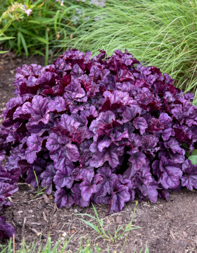 Heuchera Perennial
