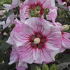 Summerific® 'Cherry Choco Latte' - Rose Mallow - Hibiscus hybrid