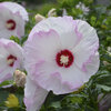 Summerific® 'Ballet Slippers' - Rose Mallow - Hibiscus hybrid