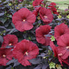 Summerific® 'Holy Grail' - Rose Mallow - Hibiscus hybrid