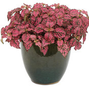Thumbnail of Beauty Shot: Hippo™ Rose - Polka Dot Plant - Hypoestes