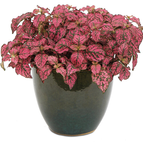 Beauty Shot: Hippo™ Rose - Polka Dot Plant - Hypoestes
