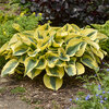Shadowland® 'Autumn Frost' - Hosta hybrid
