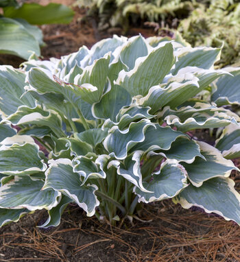 Shadowland<sup>®</sup> 'Hope Springs Eternal' Hosta 