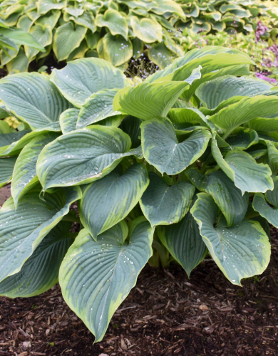 Hosta Perennial