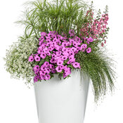 Thumbnail of Patio Container: hot_for_me.jpg