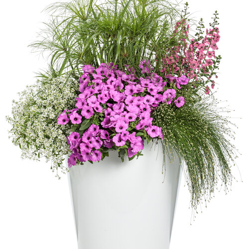Patio Container: hot_for_me.jpg