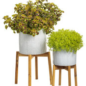 Thumbnail of Beauty Shot: Houseplants
