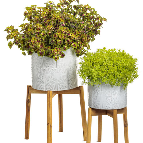 Beauty Shot: Houseplants