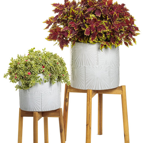 Beauty Shot: Houseplants