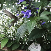 Thumbnail of Close-up: hummingbird.jpg