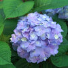 Let's Dance Sky View® - Continuous Blooming Hydrangea - Hydrangea macrophylla × serrata