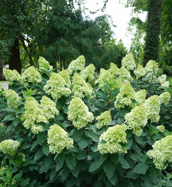 Limelight Prime<sup>®</sup> Hydrangea paniculata