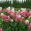 Pinky Winky Prime® - Panicle Hydrangea - Hydrangea paniculata