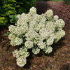 Tiny Quick Fire® - Panicle Hydrangea - Hydrangea paniculata