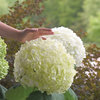 Incrediball® - Smooth Hydrangea - Hydrangea arborescens