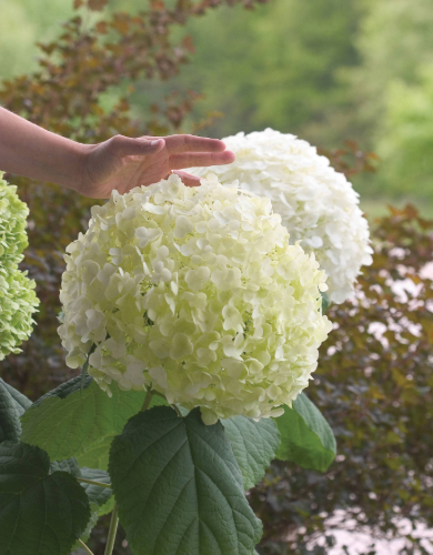 Hydrangea Shrub