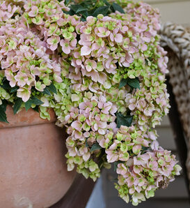 Fairytrail Fresco® - Cascade Hydrangea - Hydrangea x