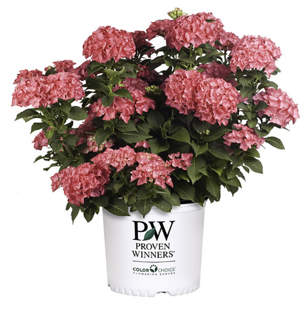 3-Gallon Shrub