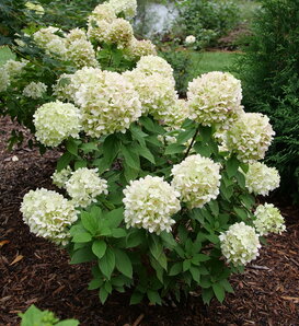 Powerball® - Panicle hydrangea - Hydrangea paniculata