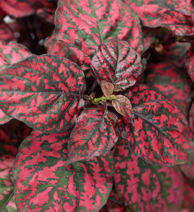 Hippo® Red II - Polka Dot Plant - Hypoestes phyllostachya