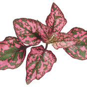 Thumbnail of Cut-out: Hippo™ Rose - Polka Dot Plant - Hypoestes