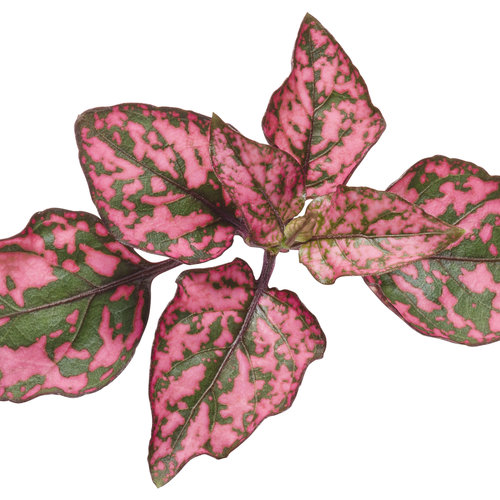 Cut-out: Hippo™ Rose - Polka Dot Plant - Hypoestes