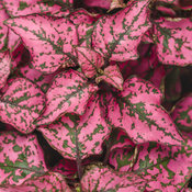 Thumbnail of Hippo® Rose - Polka Dot Plant - Hypoestes phyllostachya