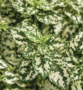 Hippo® White - Polka Dot Plant - Hypoestes phyllostachya