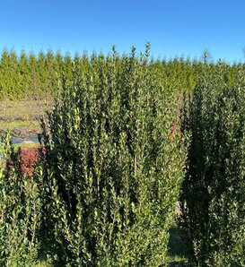 Hedge Box® - Japanese Holly - Ilex crenata
