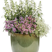 Thumbnail of Patio Container: im_in_heaven.jpg