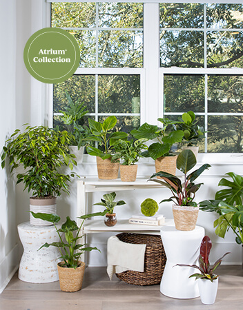 atrium collection