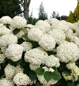 Incrediball Storm Proof™ - Smooth Hydrangea - Hydrangea arborescens