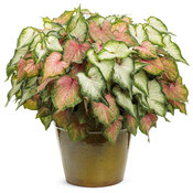 Thumbnail of Patio Container: instinct.jpg