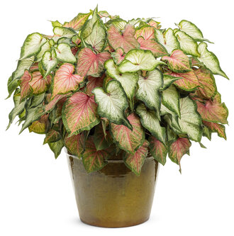 Instinct - 2024 National Recipe of the Year (Caladiums)