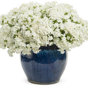 Thumbnail of Beauty Shot: Intensia® White Imp Mono