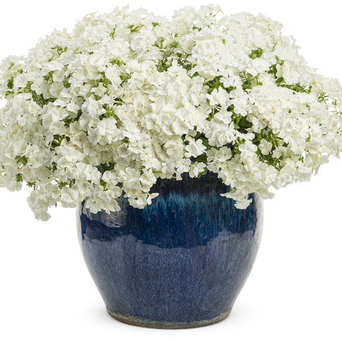 Beauty Shot: Intensia® White Imp Mono