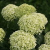Invincibelle Limetta® - Smooth hydrangea - Hydrangea arborescens