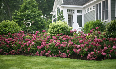 best outdoor plants