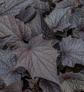 Sweet Caroline Bewitched After Midnight™ II - sweet potato vine - Ipomoea batatas